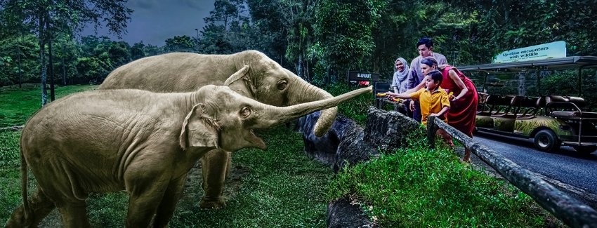 Sentosa Night Safari Ultimate Singapore Tour